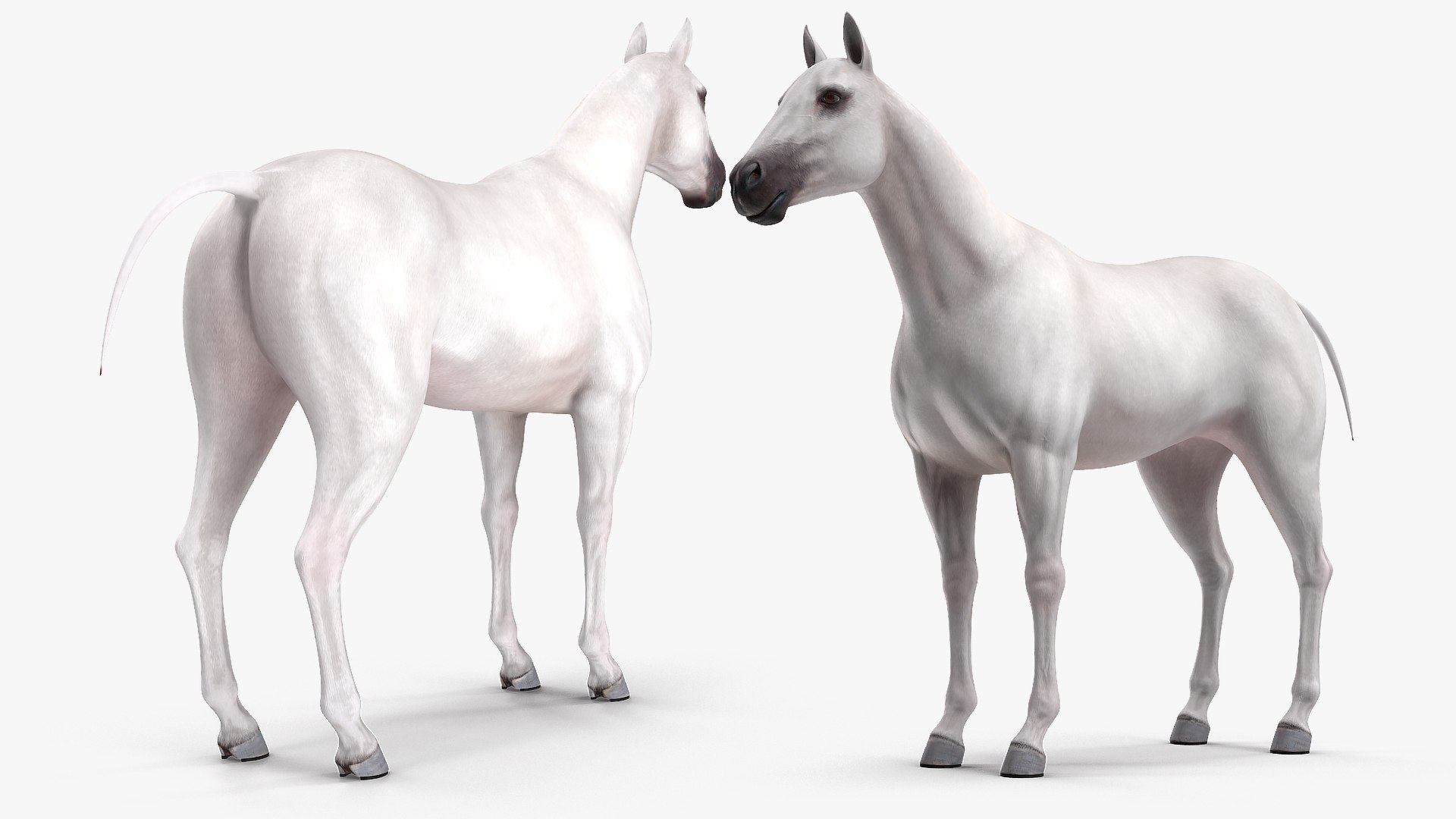 3D model white horse rigged https://p.turbosquid.com/ts-thumb/kU/ILKsno/JvREoSk4/whitehorserigged3dmodel006/jpg/1572538927/1920x1080/fit_q87/aa488802ad386129368da58dd17fe6411bd8fc8d/whitehorserigged3dmodel006.jpg