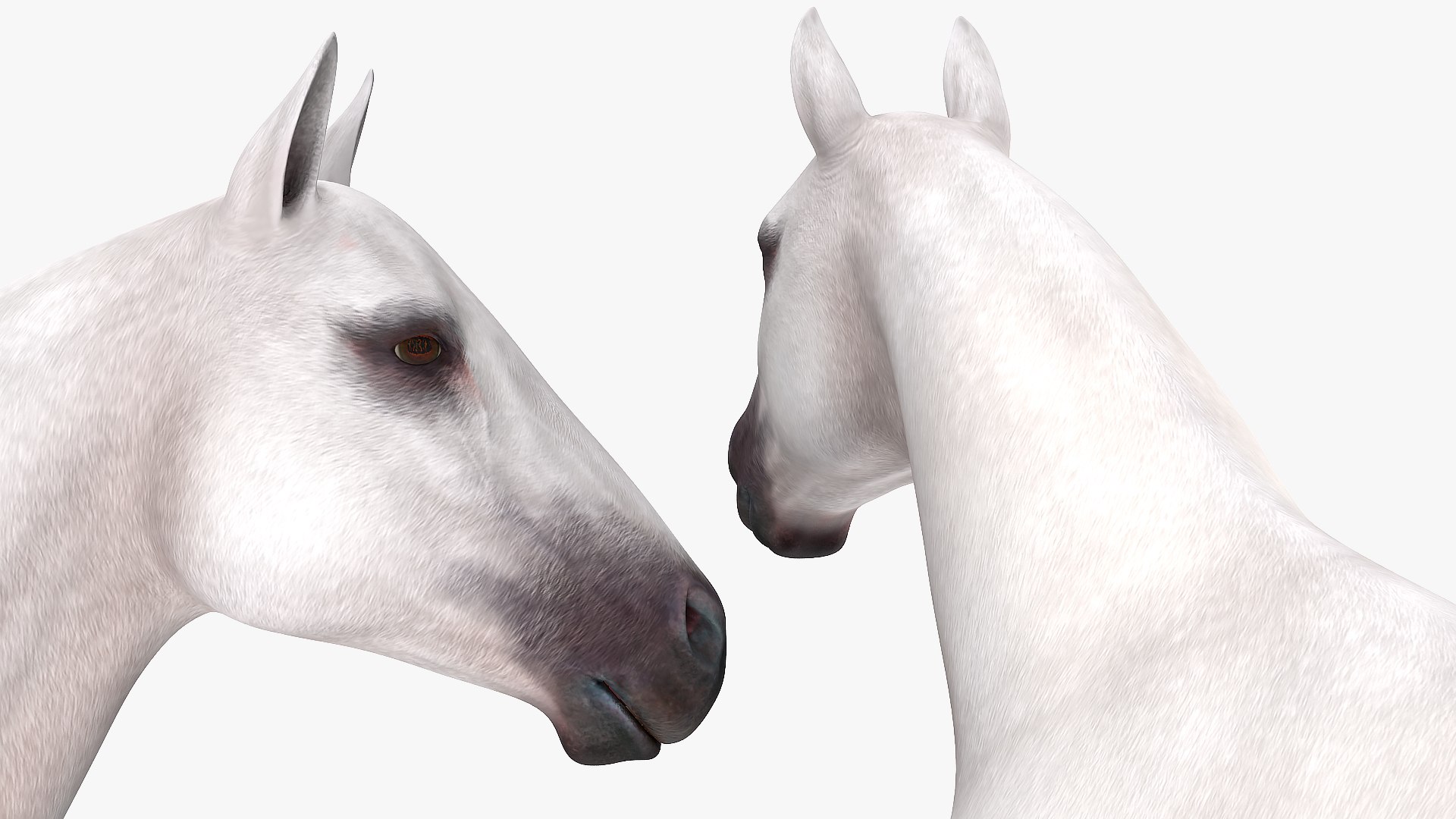 3D model white horse rigged https://p.turbosquid.com/ts-thumb/kU/ILKsno/YCM2PG50/whitehorserigged3dmodel014/jpg/1572538964/1920x1080/fit_q87/a067bdb6d8882f51d6ad0bd626461515ab312c86/whitehorserigged3dmodel014.jpg