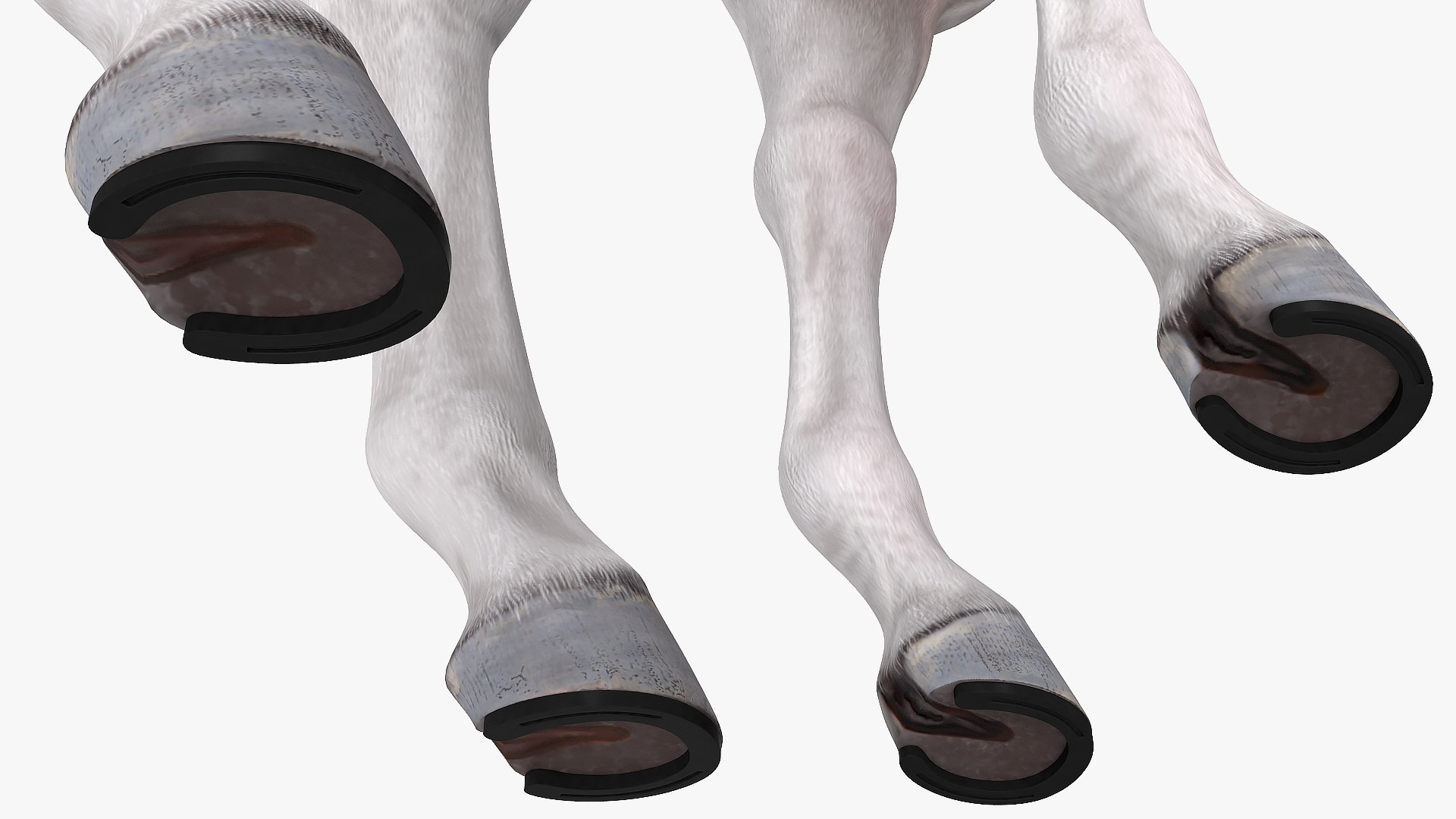 3D model white horse rigged https://p.turbosquid.com/ts-thumb/kU/ILKsno/ZB6L9A2u/whitehorserigged3dmodel010/jpg/1572538945/1920x1080/fit_q87/7879e2513413495390b18f1a6ded12cbb909bfaf/whitehorserigged3dmodel010.jpg