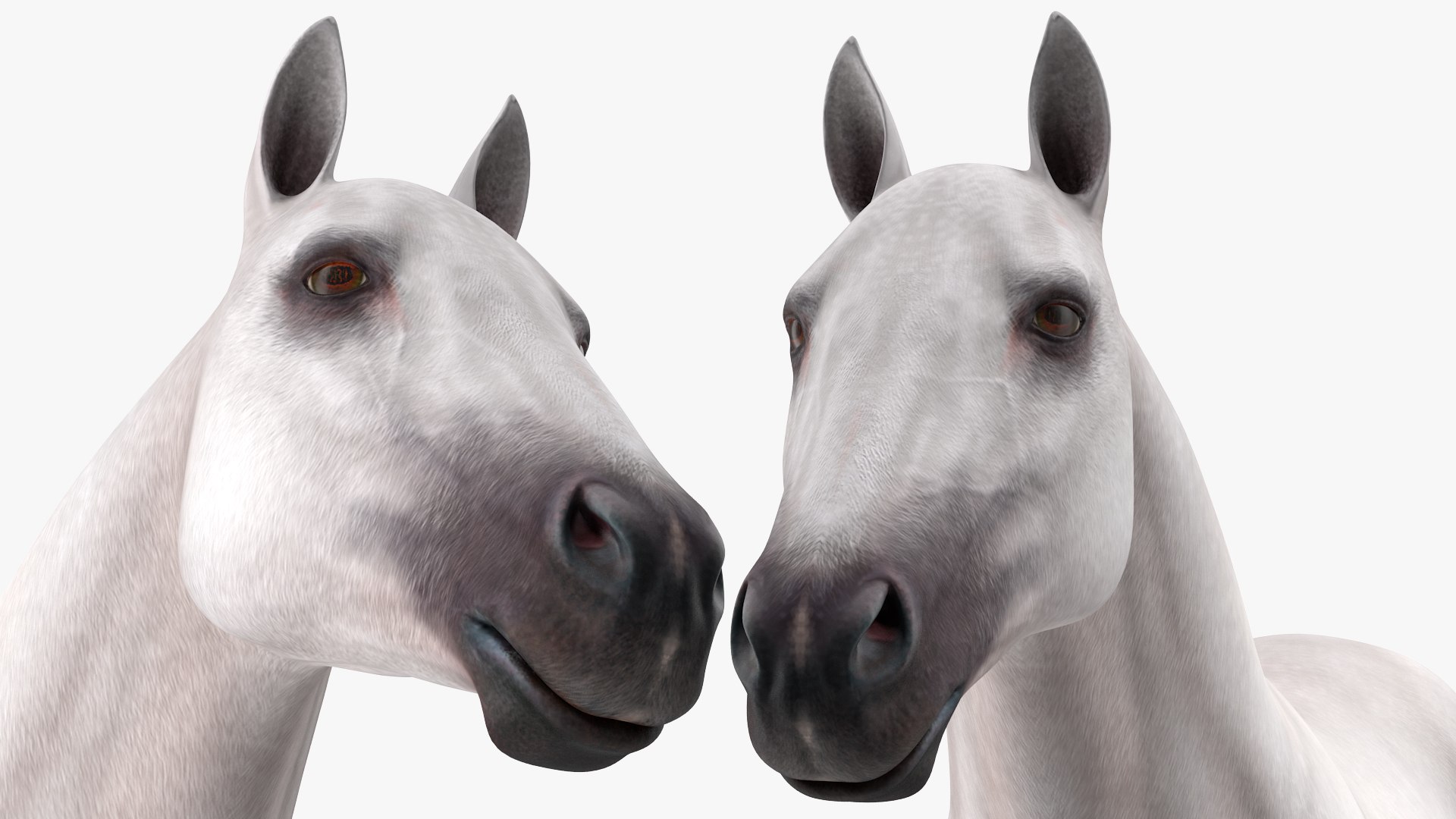 3D model white horse rigged https://p.turbosquid.com/ts-thumb/kU/ILKsno/a7aMV2g3/whitehorserigged3dmodel015/jpg/1572538969/1920x1080/fit_q87/51488931da4ead502db5c2f364b0ede682025dad/whitehorserigged3dmodel015.jpg