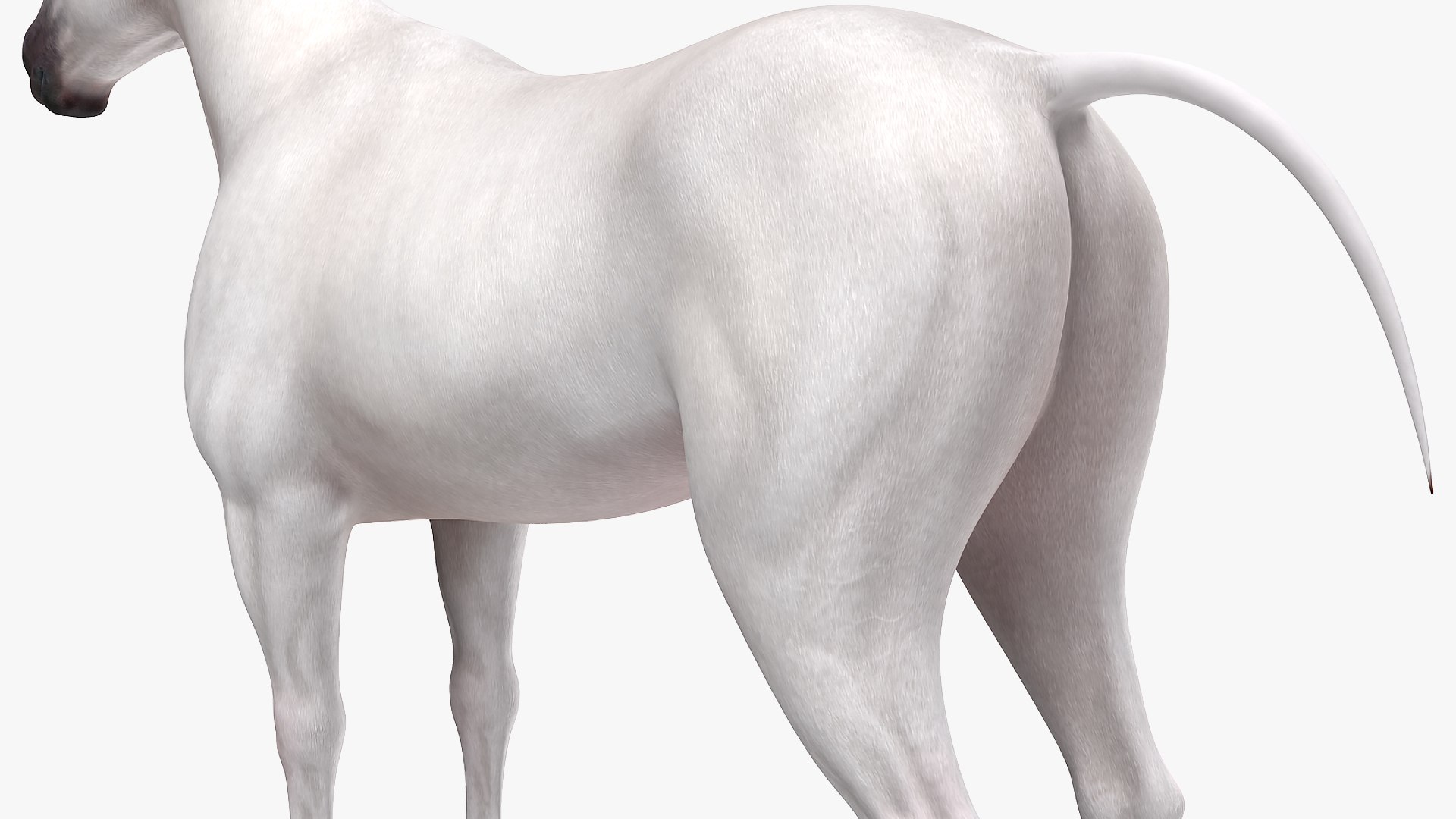 3D model white horse rigged https://p.turbosquid.com/ts-thumb/kU/ILKsno/f9hgN7S7/whitehorserigged3dmodel012/jpg/1572538954/1920x1080/fit_q87/eceb6577b24bfba576b6c8b5c9f792beefb22ad1/whitehorserigged3dmodel012.jpg