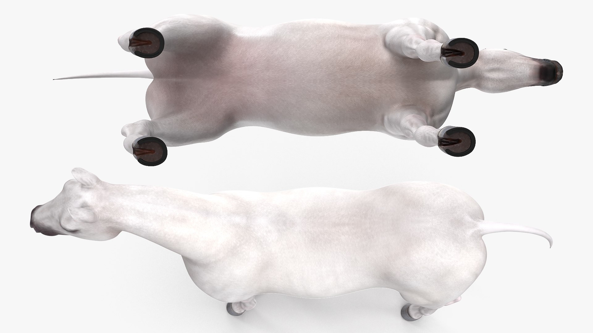 3D model white horse rigged https://p.turbosquid.com/ts-thumb/kU/ILKsno/gNJQJ0RJ/whitehorserigged3dmodel009/jpg/1572538940/1920x1080/fit_q87/361d0c682549e02ff1c836a5140586e5f6f5ced2/whitehorserigged3dmodel009.jpg