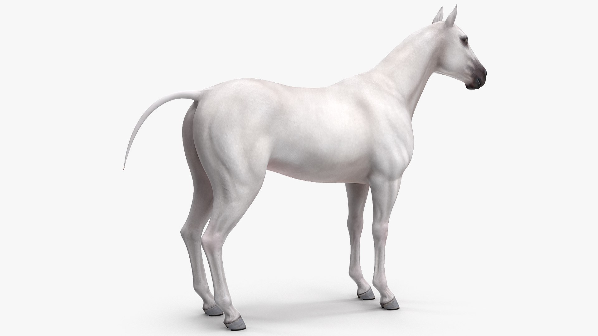 3D model white horse rigged https://p.turbosquid.com/ts-thumb/kU/ILKsno/pk3qFTEU/whitehorserigged3dmodel005/jpg/1572538923/1920x1080/fit_q87/62e77c9aee9d174ca32eff383980809d23228cb8/whitehorserigged3dmodel005.jpg