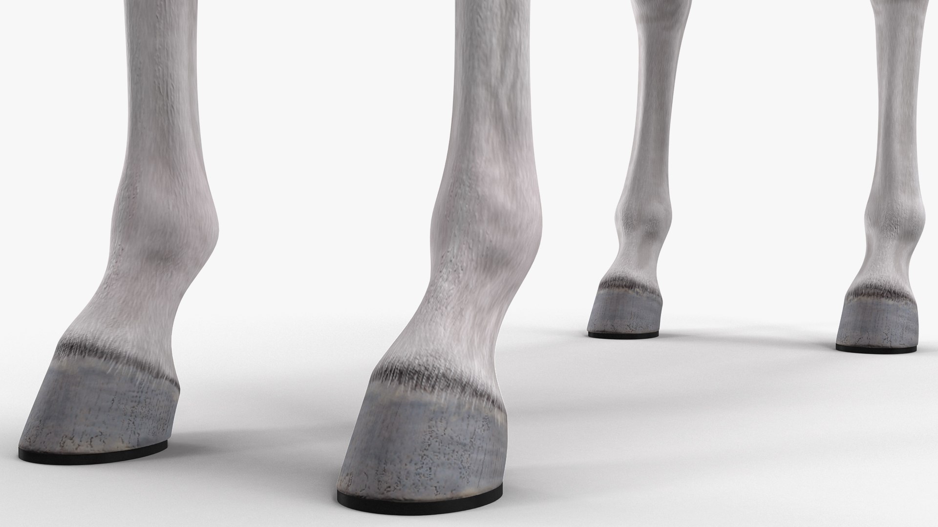 3D model white horse rigged https://p.turbosquid.com/ts-thumb/kU/ILKsno/s5CKXuqu/whitehorserigged3dmodel013/jpg/1572538959/1920x1080/fit_q87/aa4806dfc3b0740f94ac6585c58a1905222a1b6b/whitehorserigged3dmodel013.jpg