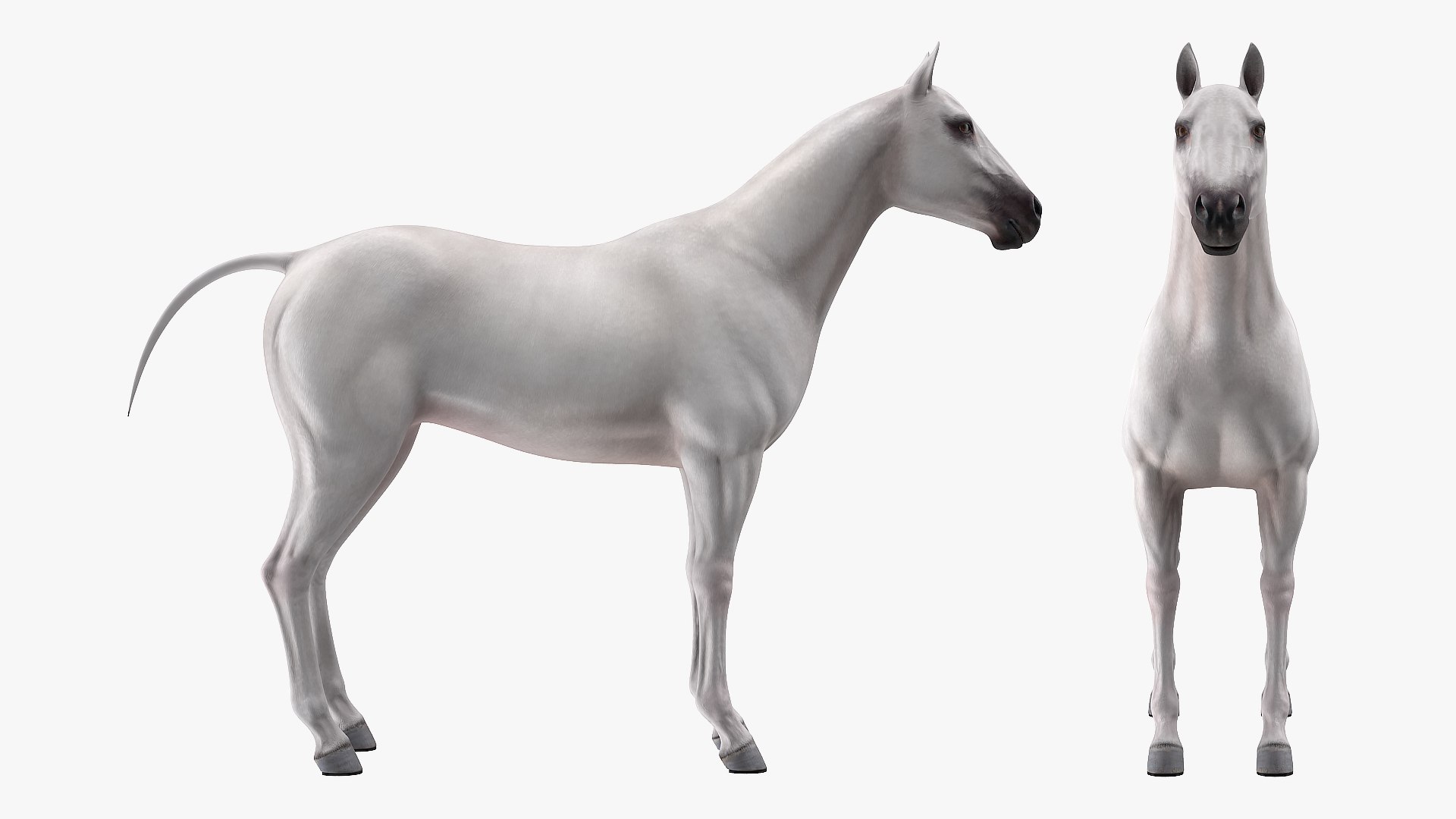 3D model white horse rigged https://p.turbosquid.com/ts-thumb/kU/ILKsno/wM8gcx38/whitehorserigged3dmodel007/jpg/1572538931/1920x1080/fit_q87/59fc33c996deab77580d526b1994964f09c25226/whitehorserigged3dmodel007.jpg