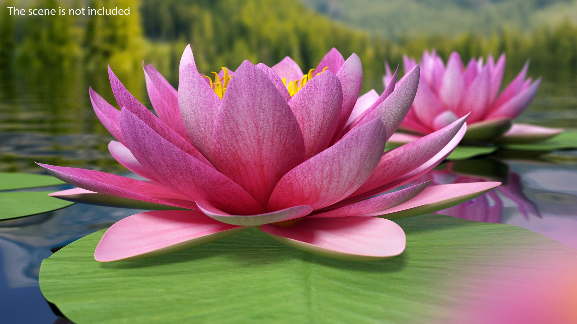 Nymphaea Siam Purple Set with Leaves 3D model preview