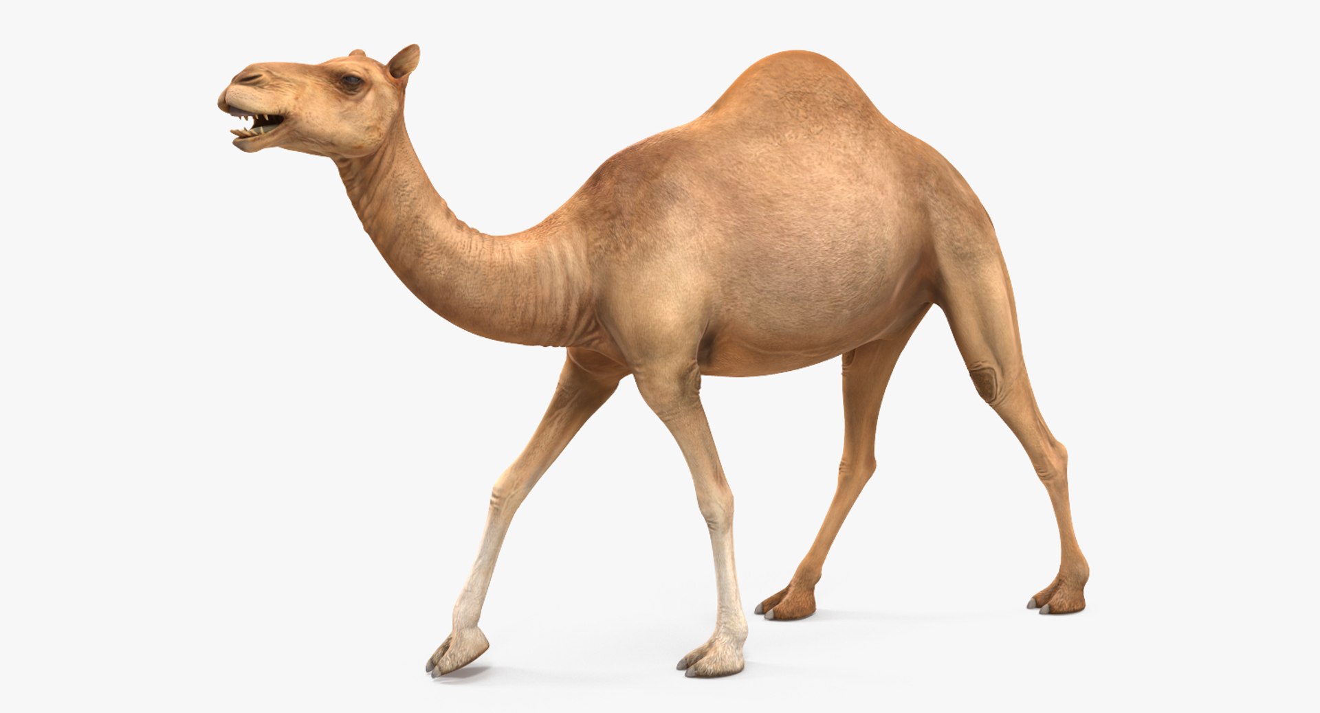 african animals 3 rigged 3D model https://p.turbosquid.com/ts-thumb/kU/XZXzds/DdS5tQdn/riggedafricananimalscollection3mb3dmodel043/jpg/1561109728/1920x1080/fit_q87/05ef98e2a5be997c7b738792203ab70251a24ed5/riggedafricananimalscollection3mb3dmodel043.jpg