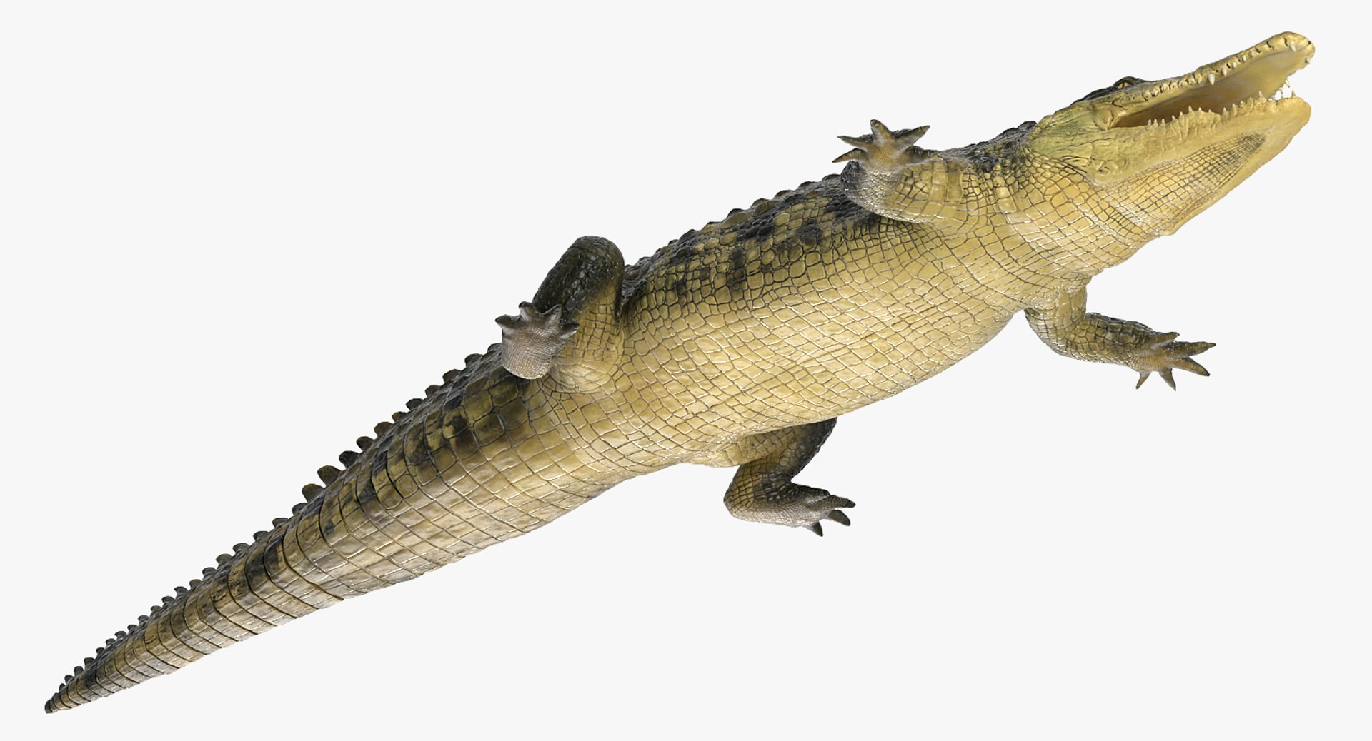 african animals 3 rigged 3D model https://p.turbosquid.com/ts-thumb/kU/XZXzds/E1kiAzOo/riggedafricananimalscollection3mb3dmodel042/jpg/1561109728/1920x1080/fit_q87/08f6aa6eaaf36e927ecebcb3e396c85fe0bb41e4/riggedafricananimalscollection3mb3dmodel042.jpg