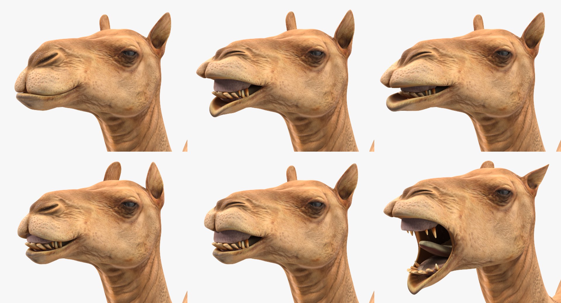 african animals 3 rigged 3D model https://p.turbosquid.com/ts-thumb/kU/XZXzds/MWg0U3yN/riggedafricananimalscollection3mb3dmodel049/jpg/1561109728/1920x1080/fit_q87/7dc4382c9dc0cdfd0372d57c64a914a8f1aa7040/riggedafricananimalscollection3mb3dmodel049.jpg