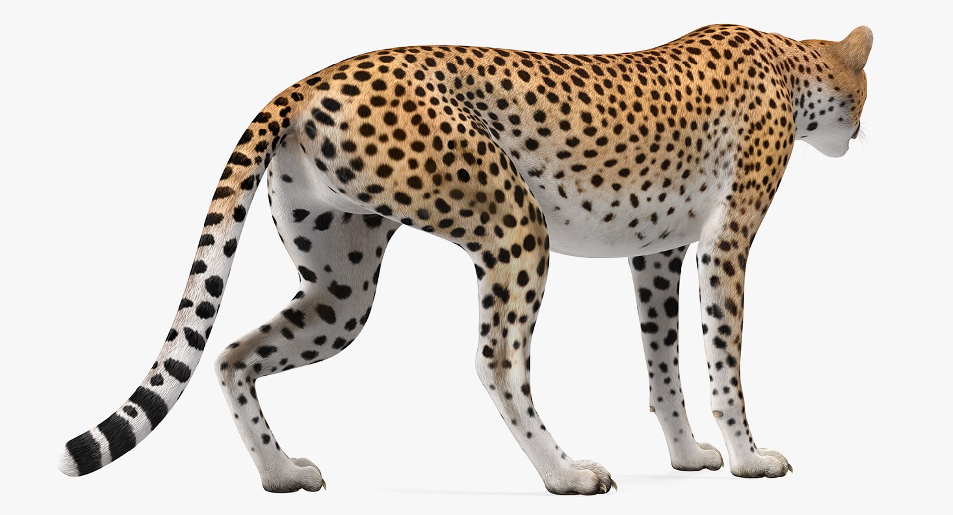 african animals 3 rigged 3D model https://p.turbosquid.com/ts-thumb/kU/XZXzds/MxBjYeJO/riggedafricananimalscollection3mb3dmodel007/jpg/1561109727/1920x1080/fit_q87/c14d647a2250bb9de308838f9cabf51ac3941575/riggedafricananimalscollection3mb3dmodel007.jpg