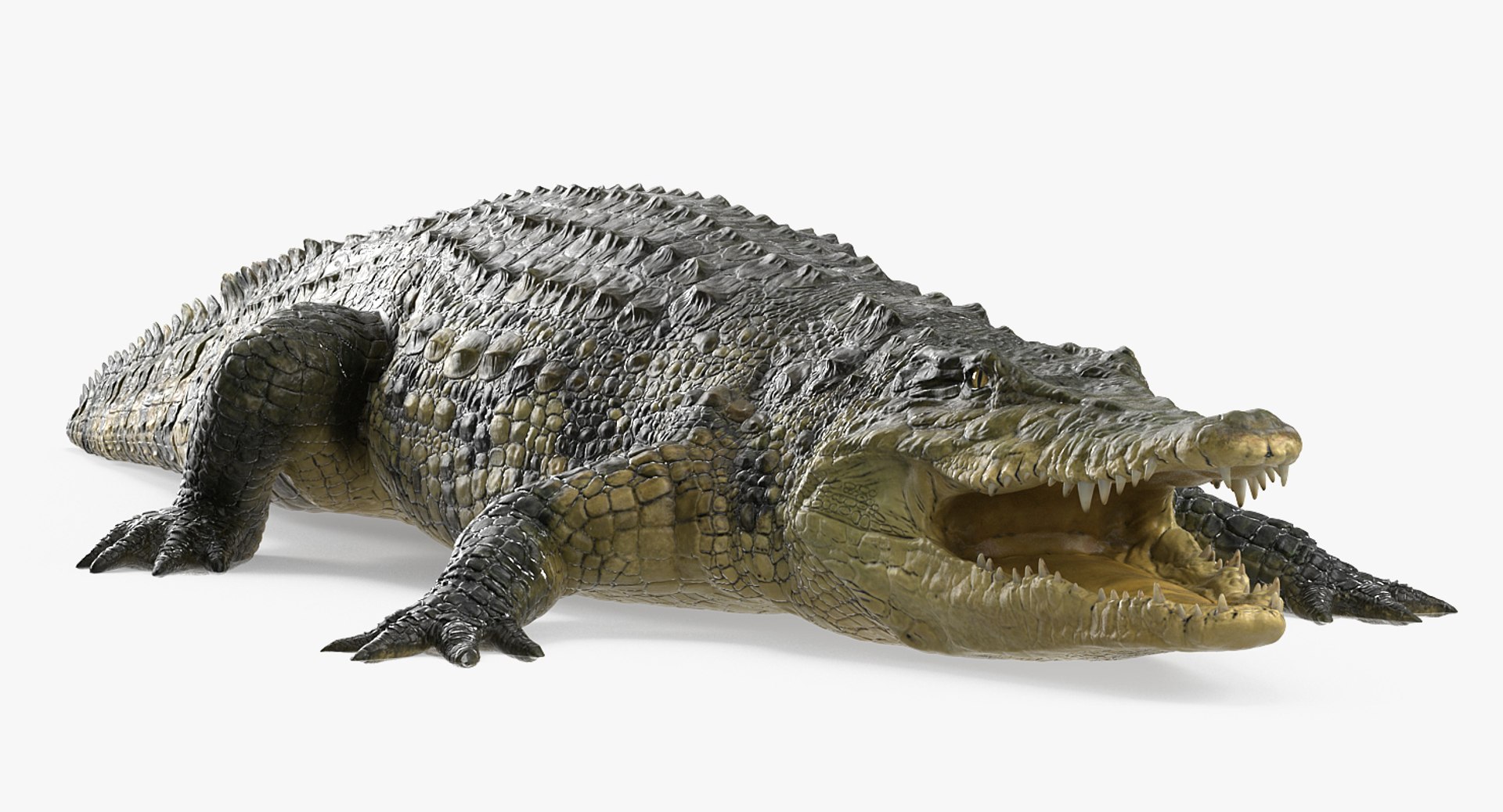 african animals 3 rigged 3D model https://p.turbosquid.com/ts-thumb/kU/XZXzds/Z7fCVeCj/riggedafricananimalscollection3mb3dmodel034/jpg/1561109727/1920x1080/fit_q87/39709566631626af2fd391fe844c4500061373e2/riggedafricananimalscollection3mb3dmodel034.jpg