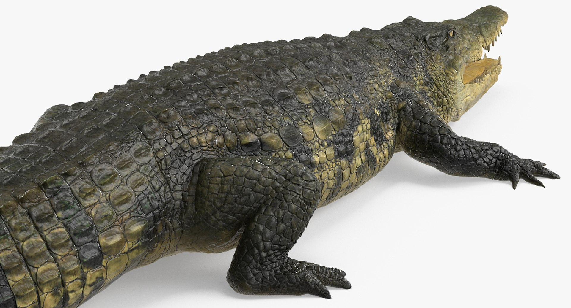 african animals 3 rigged 3D model https://p.turbosquid.com/ts-thumb/kU/XZXzds/y5T0RCfu/riggedafricananimalscollection3mb3dmodel040/jpg/1561109727/1920x1080/fit_q87/a71c2e75864a5906611a32ea63e5b256ffa91fea/riggedafricananimalscollection3mb3dmodel040.jpg