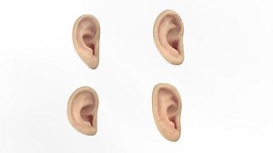 Ear Model 3D model