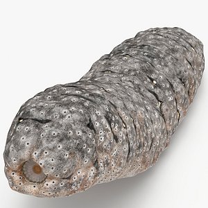 Trepang Gray Rigged for Cinema 4D