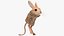 Jumping Jerboa Fur