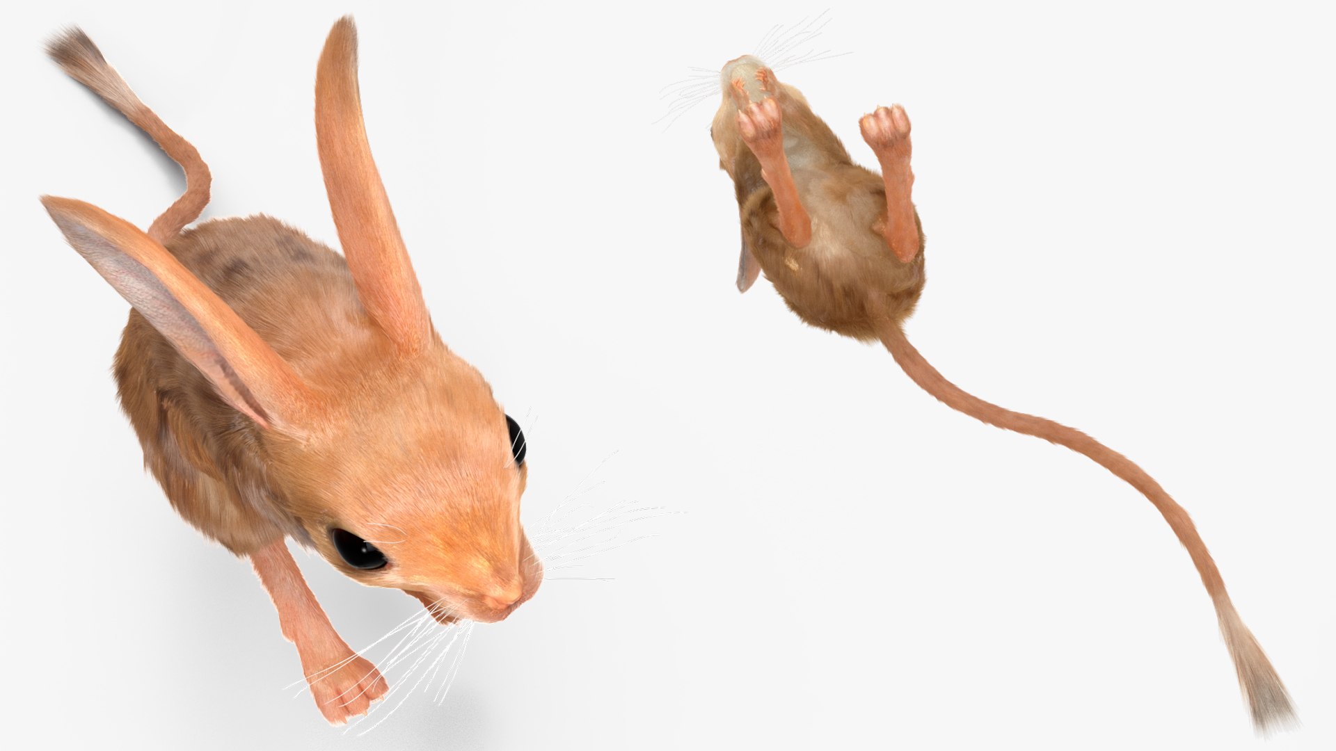 Jumping Jerboa Fur 3D https://p.turbosquid.com/ts-thumb/kU/pCeLvH/5s/jumpingjerboafurmb3dmodel011/jpg/1709279123/1920x1080/fit_q87/53fb19b293c6a79790970898e60f16bc5c4866e8/jumpingjerboafurmb3dmodel011.jpg