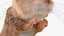 Jumping Jerboa Fur