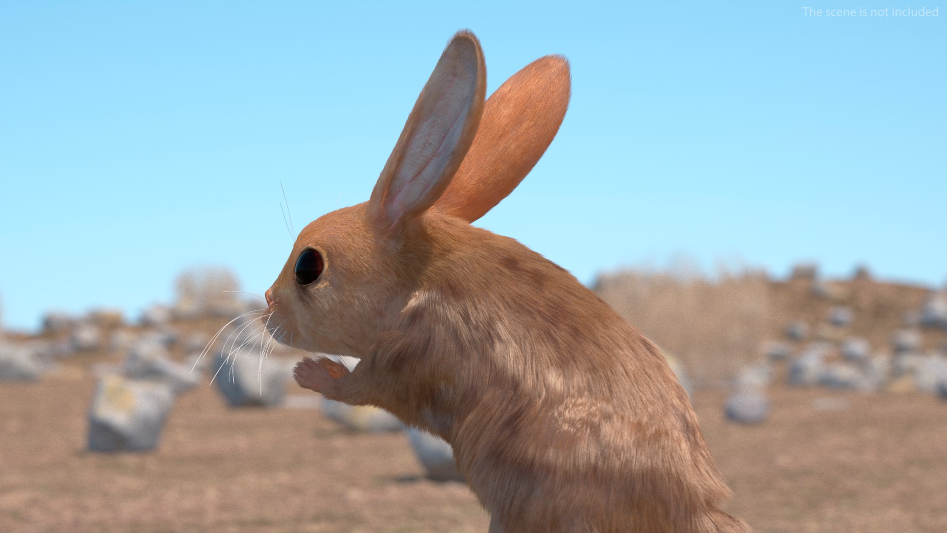 Jumping Jerboa Fur 3D https://p.turbosquid.com/ts-thumb/kU/pCeLvH/I6/jumpingjerboafurmb3dmodel006/jpg/1709279104/1920x1080/fit_q87/6775611696ef727c18955ec50483f741b97f7353/jumpingjerboafurmb3dmodel006.jpg