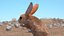 Jumping Jerboa Fur