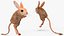 Jumping Jerboa Fur