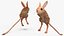 Jumping Jerboa Fur