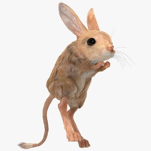 Jumping Jerboa Fur 3D