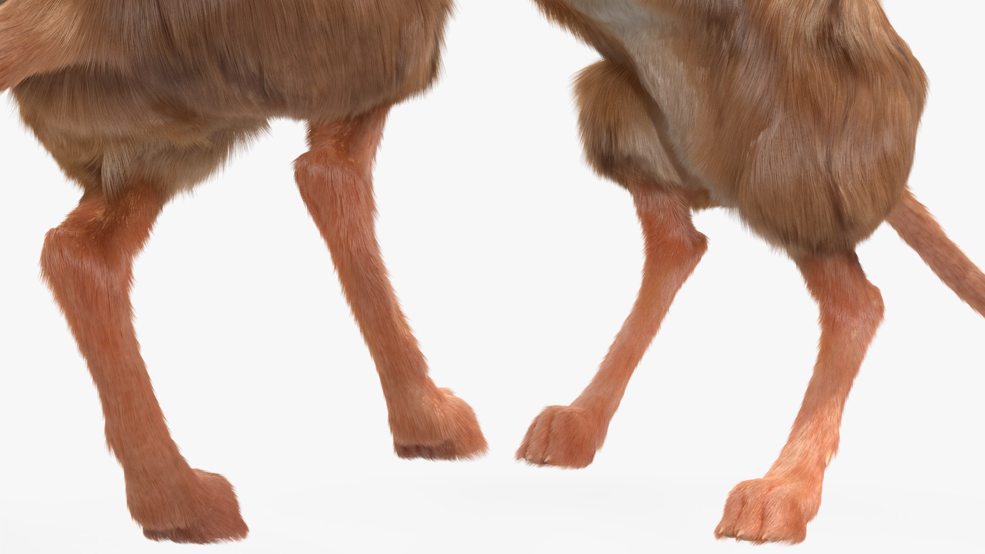 Jumping Jerboa Fur 3D https://p.turbosquid.com/ts-thumb/kU/pCeLvH/Sa/jumpingjerboafurmb3dmodel015/jpg/1709279136/1920x1080/fit_q87/ee28ab6992dece88f6a4d52567677751906bf64b/jumpingjerboafurmb3dmodel015.jpg
