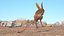 Jumping Jerboa Fur