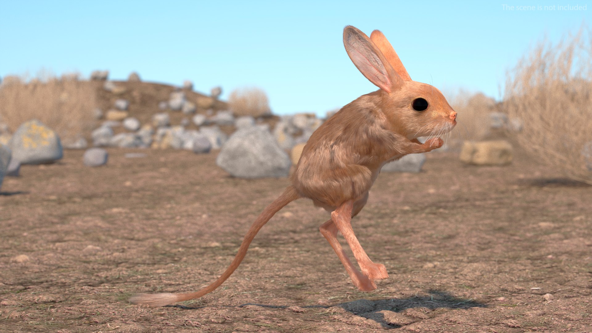 Jumping Jerboa Fur 3D https://p.turbosquid.com/ts-thumb/kU/pCeLvH/W4/jumpingjerboafurmb3dmodel003/jpg/1709279087/1920x1080/fit_q87/4507a7bae760c978f9c52feb17a8498619127fb6/jumpingjerboafurmb3dmodel003.jpg