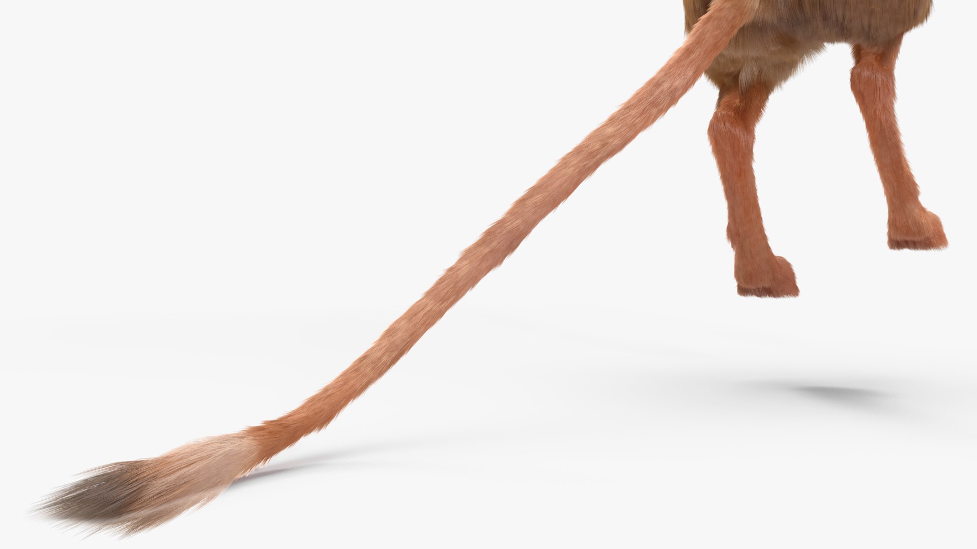 Jumping Jerboa Fur 3D https://p.turbosquid.com/ts-thumb/kU/pCeLvH/gF/jumpingjerboafurmb3dmodel017/jpg/1709279142/1920x1080/fit_q87/6ef2b97aac8279950db48b762b9036c6ed342eda/jumpingjerboafurmb3dmodel017.jpg