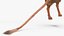 Jumping Jerboa Fur