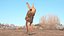 Jumping Jerboa Fur