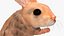 Jumping Jerboa Fur