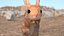 Jumping Jerboa Fur