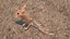 Jumping Jerboa Fur