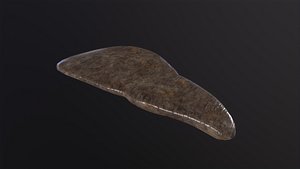 3D Human Liver