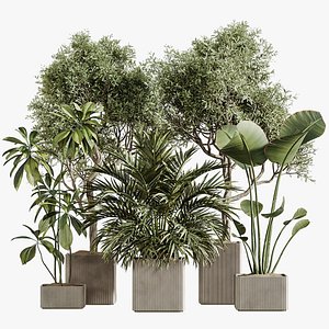 3D AV Indoor Plants Set 310 Olive and Banana Nicolai and Palm Kentia and Ficus Fig model