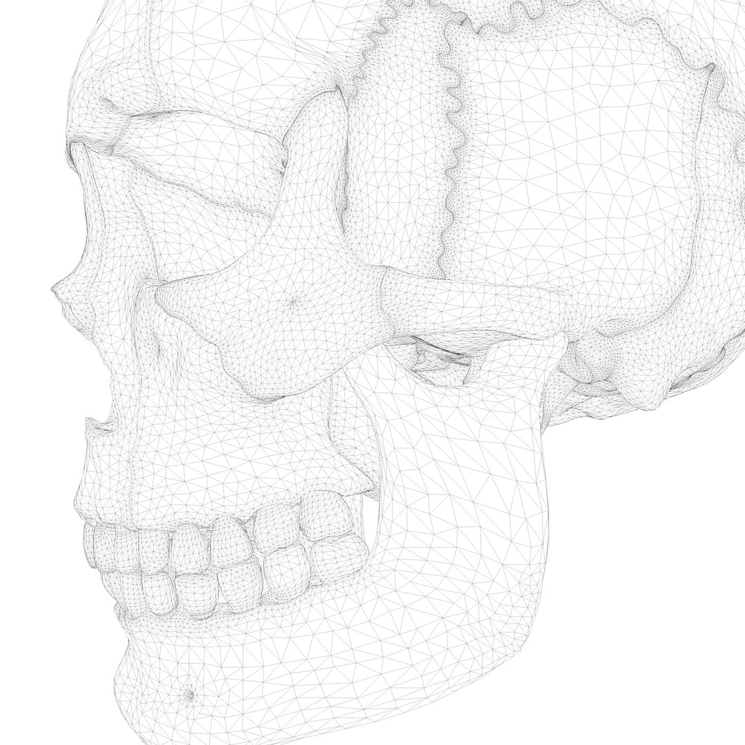 Anatomical atlas of the human skull 3D model TurboSquid 2155652