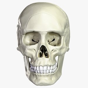 Anatomical atlas of the human skull 3D model