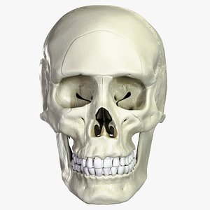 Anatomical atlas of the human skull