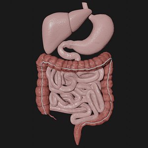 digestive stomach liver 3D model