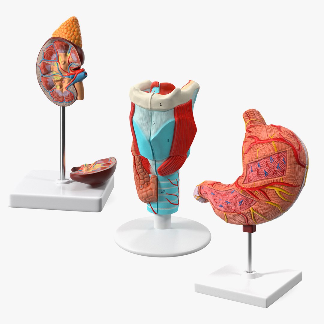 Medical Models Collection 2 3D model preview