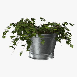3D bucket ivy model