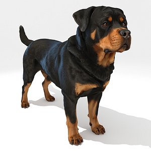 3D Rottweiler 2