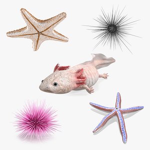 Sea Creatures Collection 2 3D model