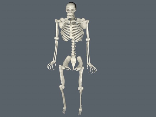 Skeletal 3D model - TurboSquid 1214466