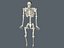 skeletal system