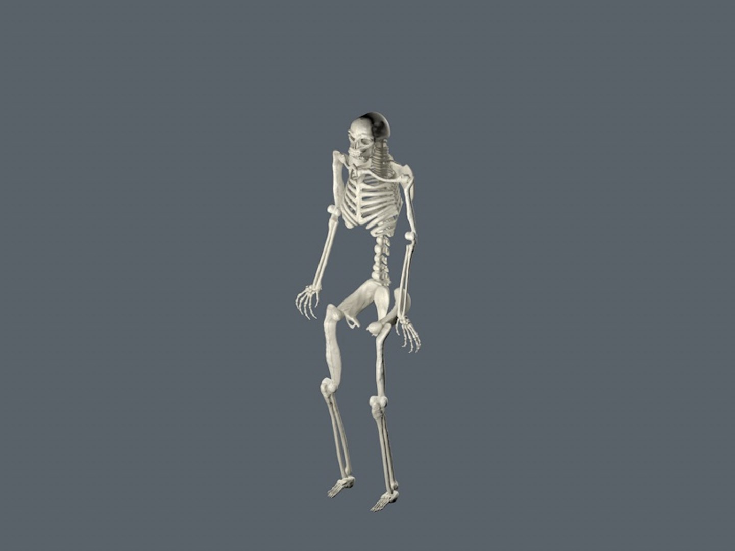 skeletal 3D model https://p.turbosquid.com/ts-thumb/kV/Ncq1dS/CGRJ9cns/skeleton2/jpg/1508248802/1920x1080/fit_q87/219dacd306c17f0f45c2bc239e9f9629d531d172/skeleton2.jpg