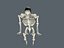 skeletal system
