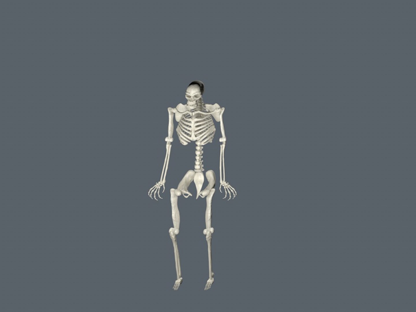 skeletal 3D model https://p.turbosquid.com/ts-thumb/kV/Ncq1dS/Tc8xZkhs/skeleton4/jpg/1508248856/1920x1080/fit_q87/8a857e6101c7b1c213b0b0a2b013146513407186/skeleton4.jpg